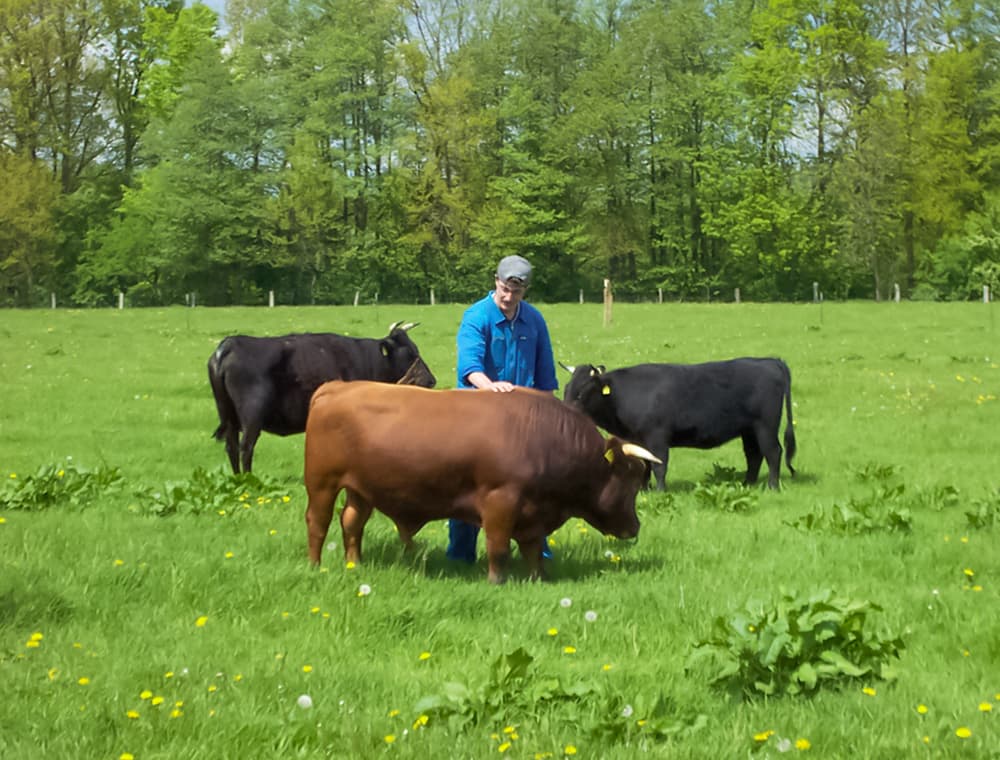 Mann mit Rindern auf der Weide