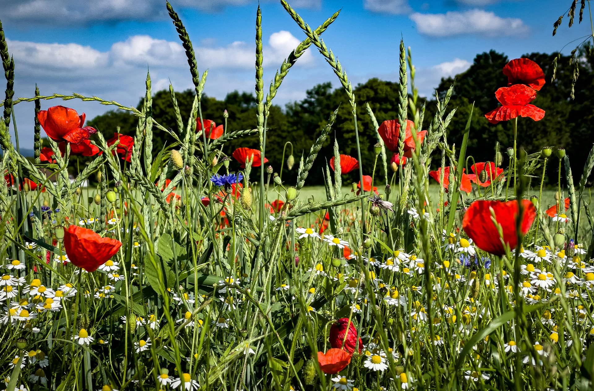 Eine natürliche Blumenwiese